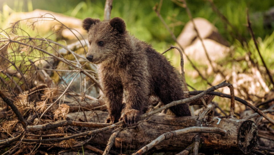 Медвежата часто становятся сиротами, по тем или иным причинам