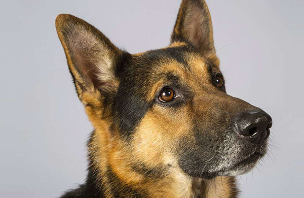 Фото из Яндекса