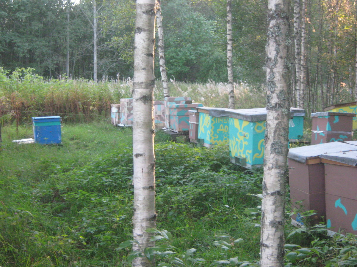 ульи, большей частью самодельные.