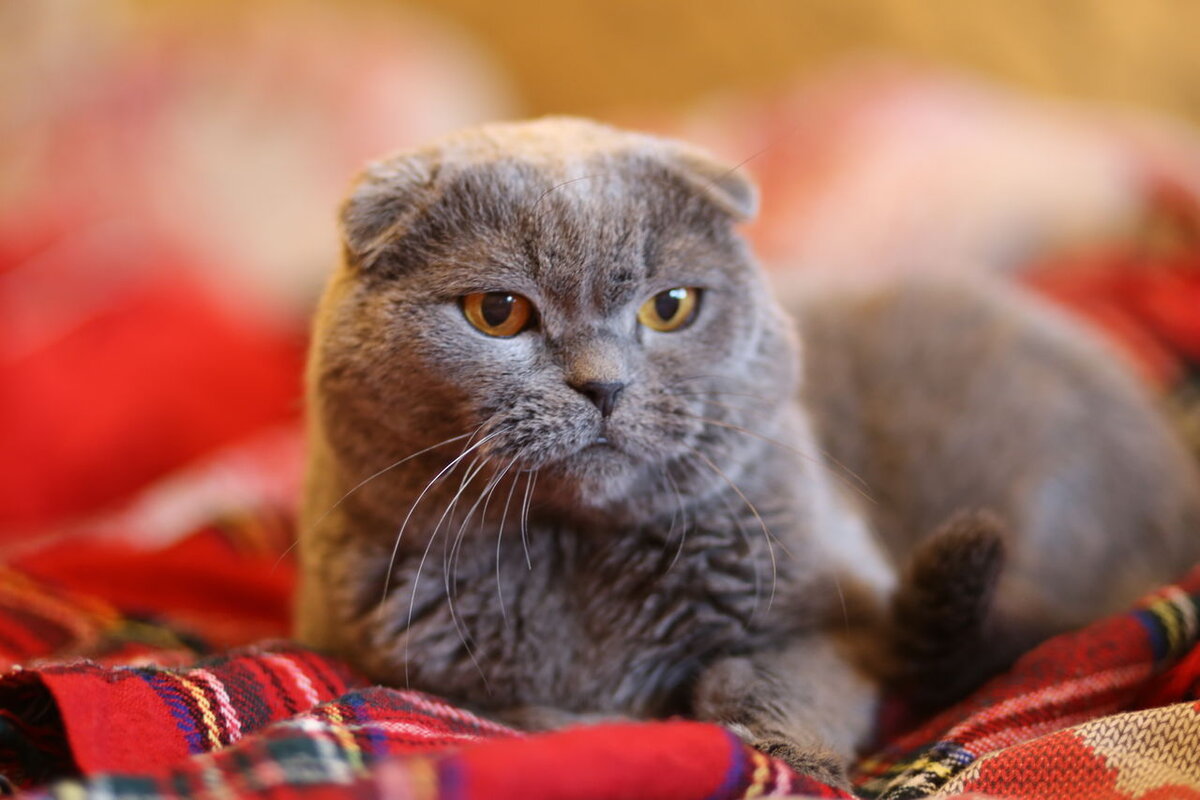 сколько живут вислоухие кошки в домашних условиях