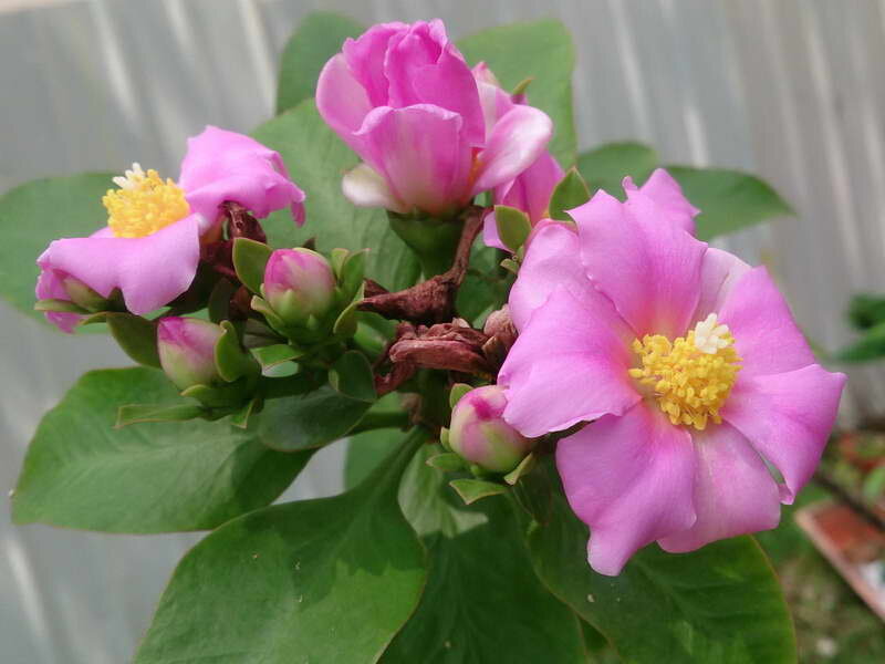 Переския большецветковая Pereskia grandiflora