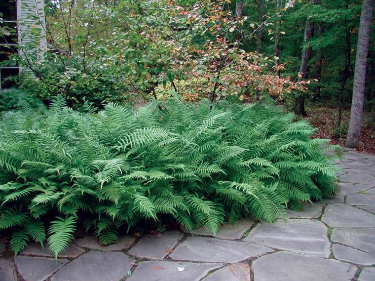 Откройте мир природы в своем саду с этими завораживающими видами