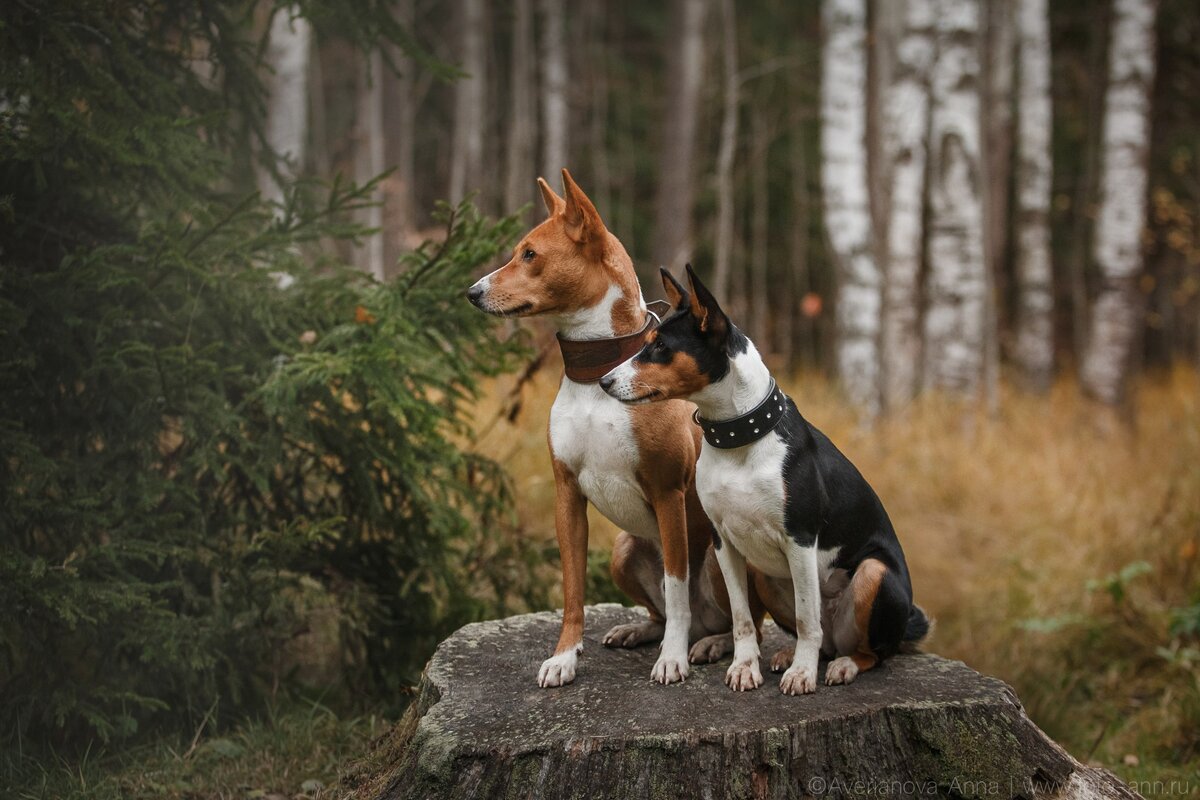 Грациозные, атлетичные, с гордой осанкой и мудрым взглядом. Так выглядит африканская не лающая собака с берегов реки конго. Такие собаки до сих пор живут в племенах с ними охотятся на антилоп и птиц.