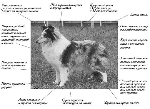 Вес шелти по месяцам таблица