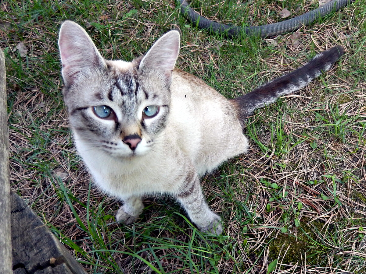 Кошка анхана