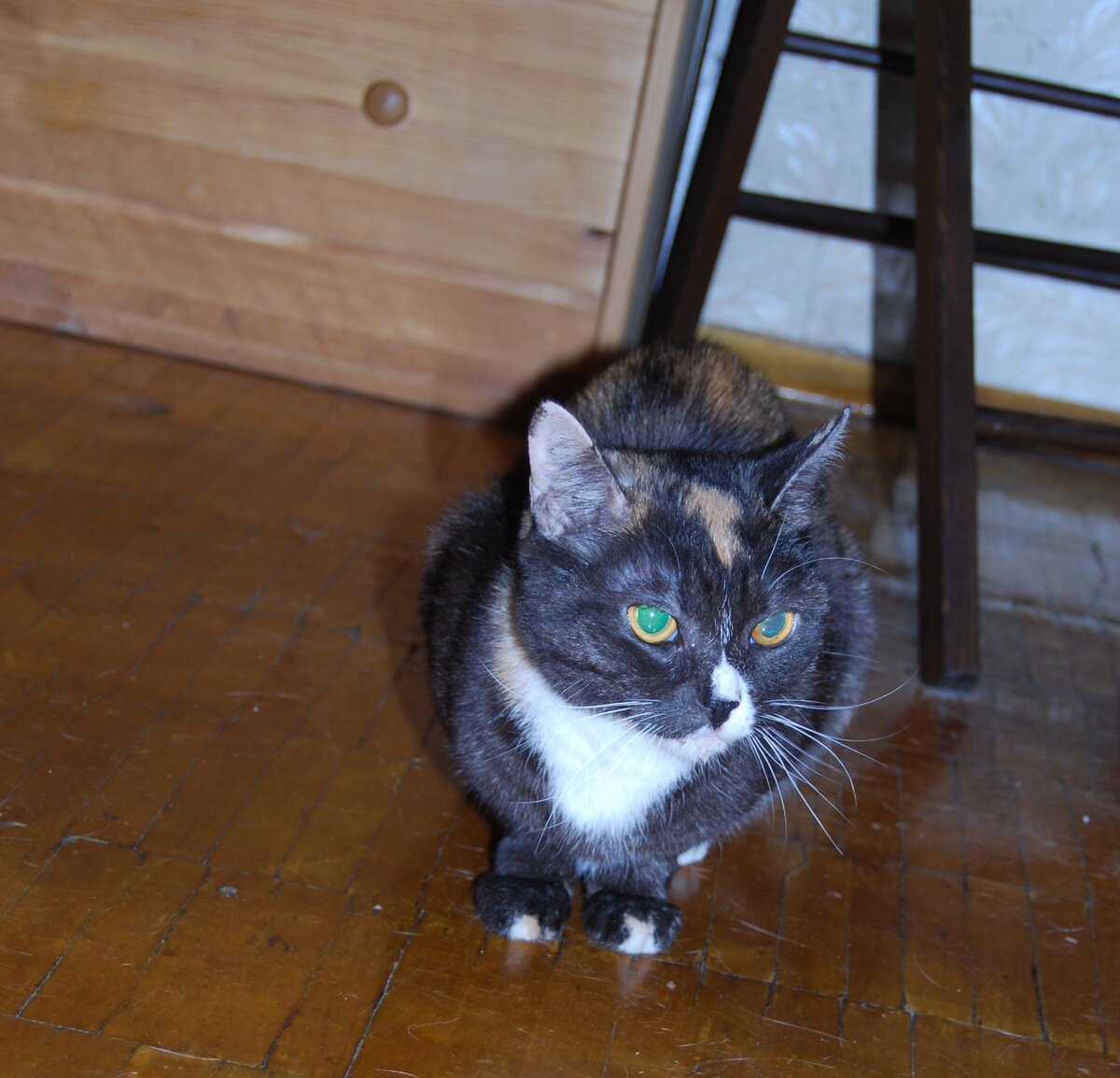 Сейчас сложно понять, по каким именно причинам у Клепы такой непростой и суровый нрав. К нам в дом она попала совсем маленьким котенком и с самого начала была недотрогой. Большое количество котов по соседству с ней только обострило ее состояние, ее ощущение того, что надо обороняться. 