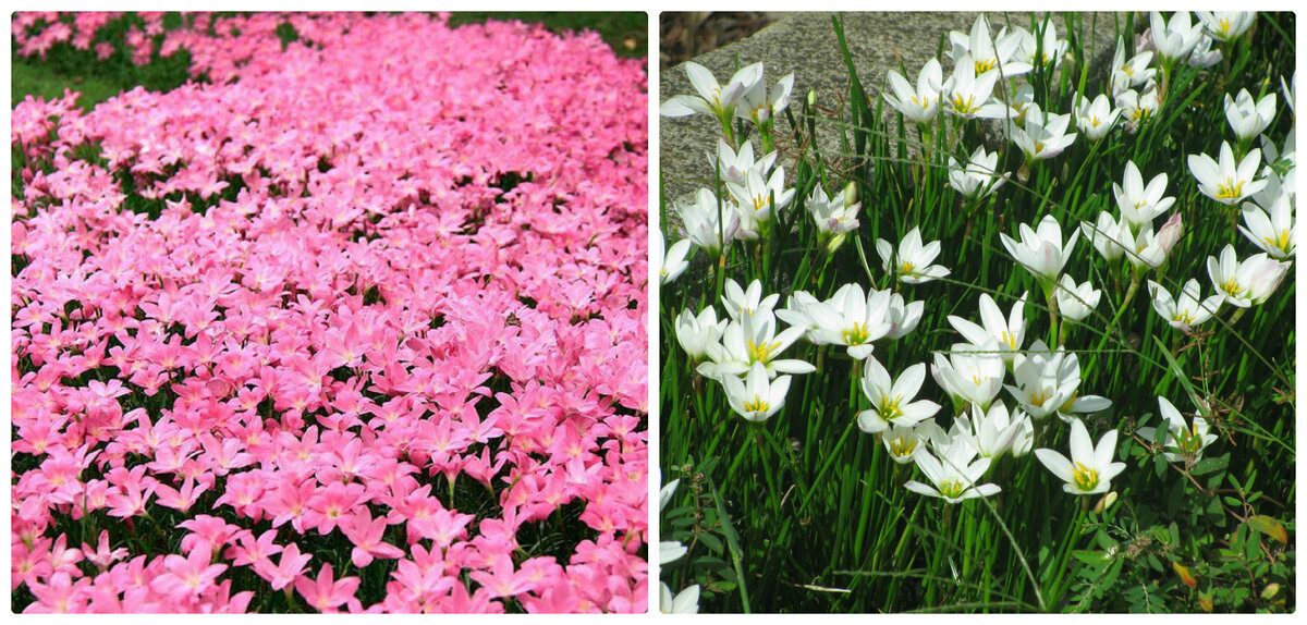 Можно ли сажать "выскочку" в открытый грунт | Садовичок | Дзен