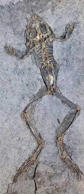 Ископаемая лягушка Rana pueyoi, Миоцен (Испания). © G.Pinna