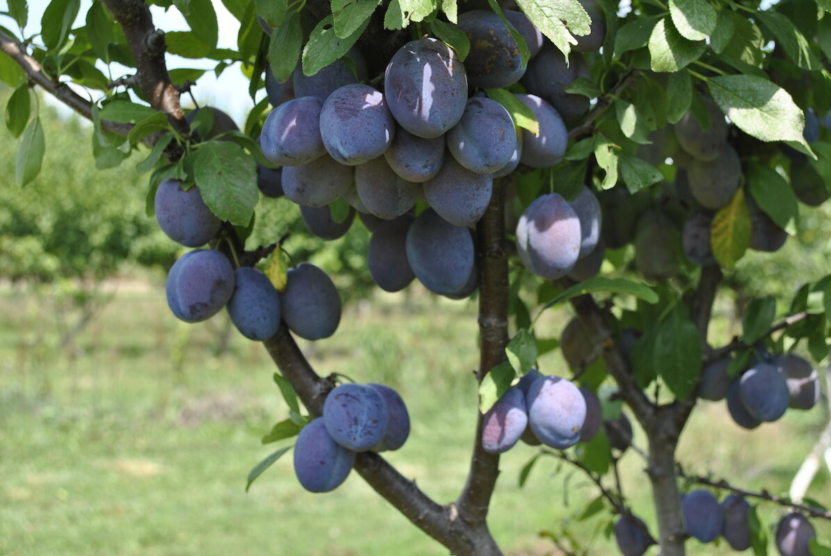 Чернослив дерево фото с плодами