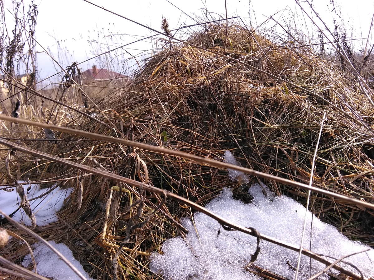 Просто муравейник в поле рядом с моим домиком, ну или кротовник=)