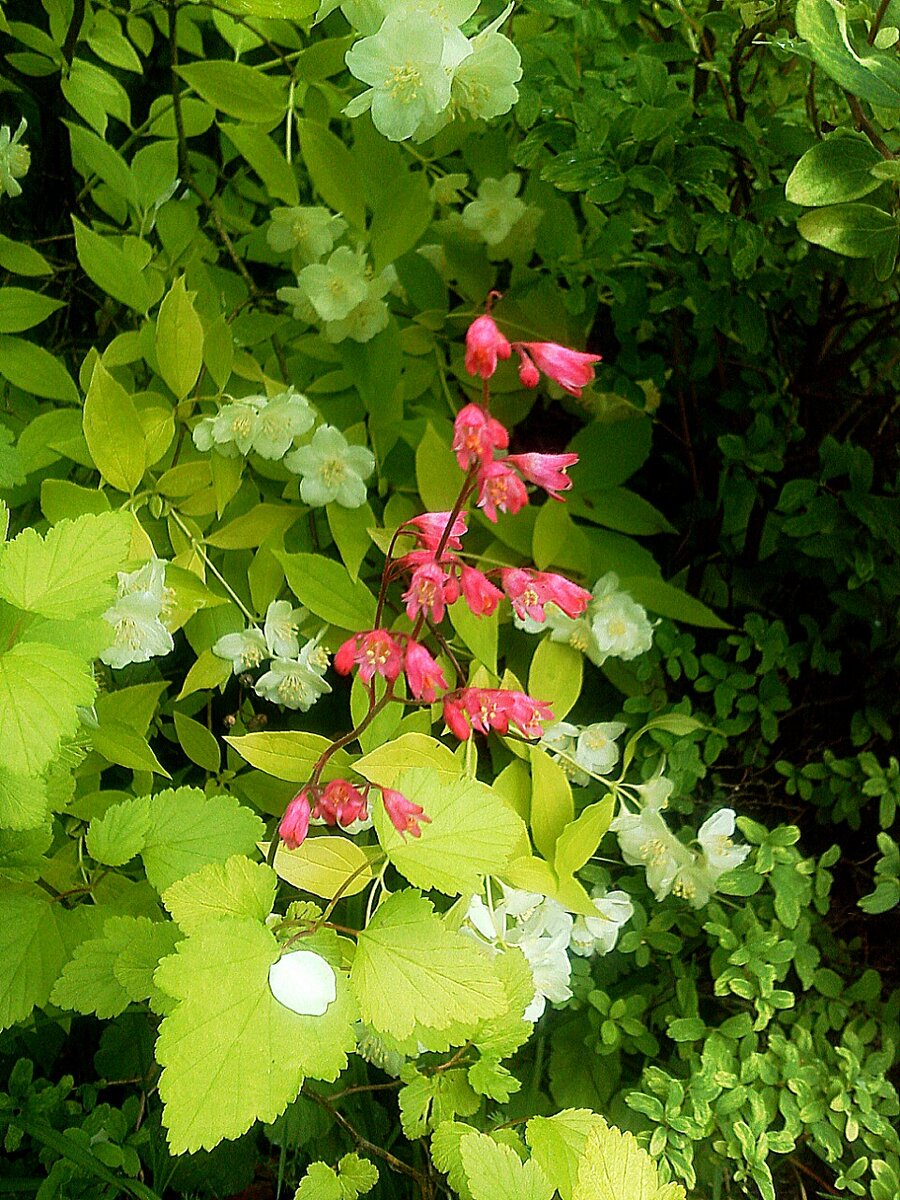 Anna garden. Анна Гауэр. Сад Гауэр. Анна Гауэр дзен. Сад Анны Гауэр дзен.