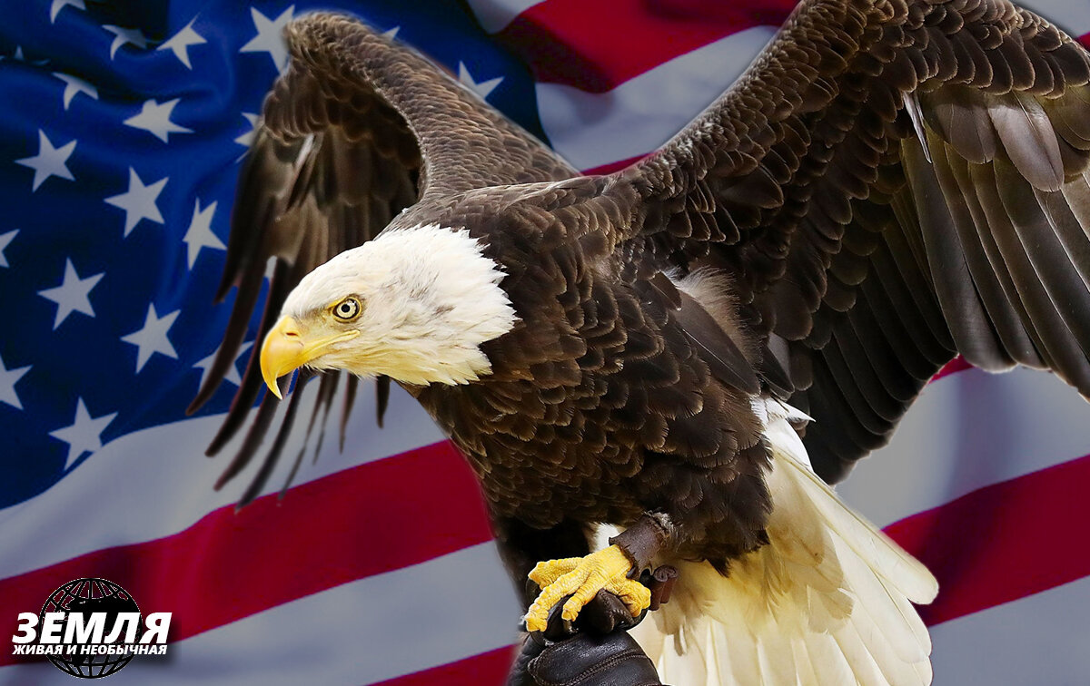Звук орла америка. Белоголовый Орлан Северной Америки. Символ Америки белоголовый Орлан. Белоголовый Орел США. Белоголовый Орлан на флаге США.