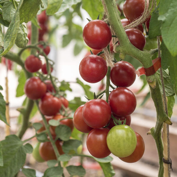 
‘Черри Кокта F1’
