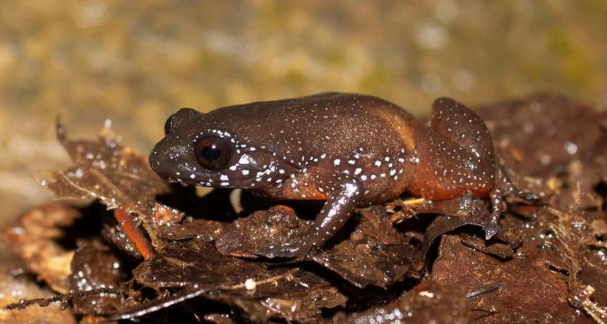 Фото: https://www.sciencenews.org/sites/default/files/2019/03/main/articles/031219_JR_frog_feat.jpg
