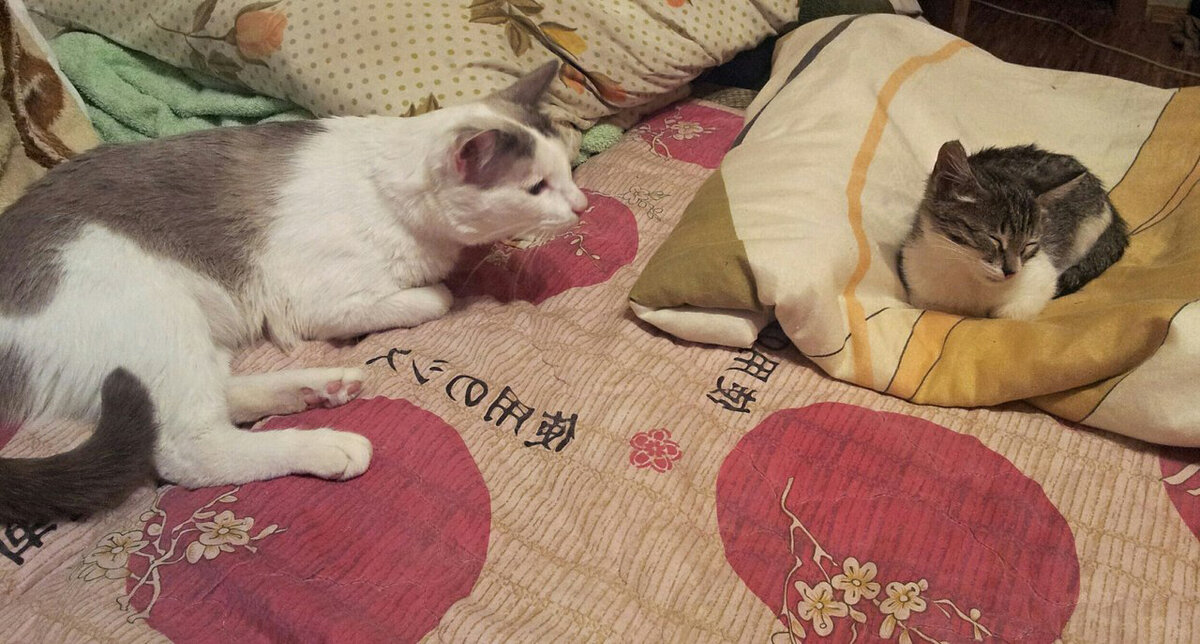 Это еще что за зверь?