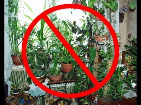 Чем опасны фикусы и алоэ: 10 комнатных растений, с которыми стоит быть осторожнее
