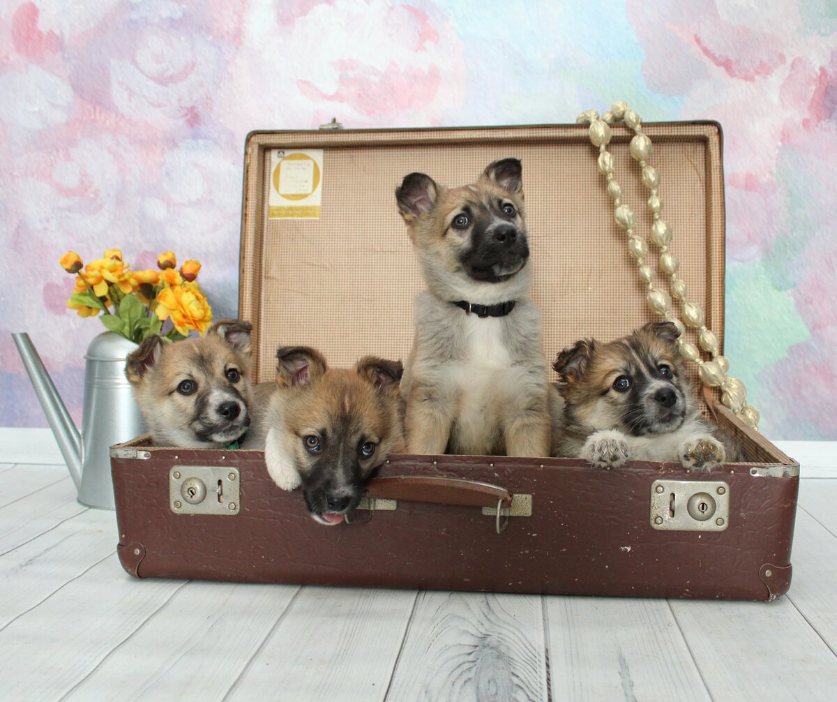 Малыши уже собрали чемоданы и готовы выехать к вам на гастроли. В поисках дома 4 очаровашки: Симфония (Сима), Соната (Соня), Рондо и малыш Этюд! Детишек выкинули на улицу, но судьба оказалась к ним благосклонна: сейчас они в тепле и ищут самых лучших родителей на свете. Дети активные, игривые, кушают сухой и влажный корм, приучаются ходить на пеленку. Вырастут не крупными. 