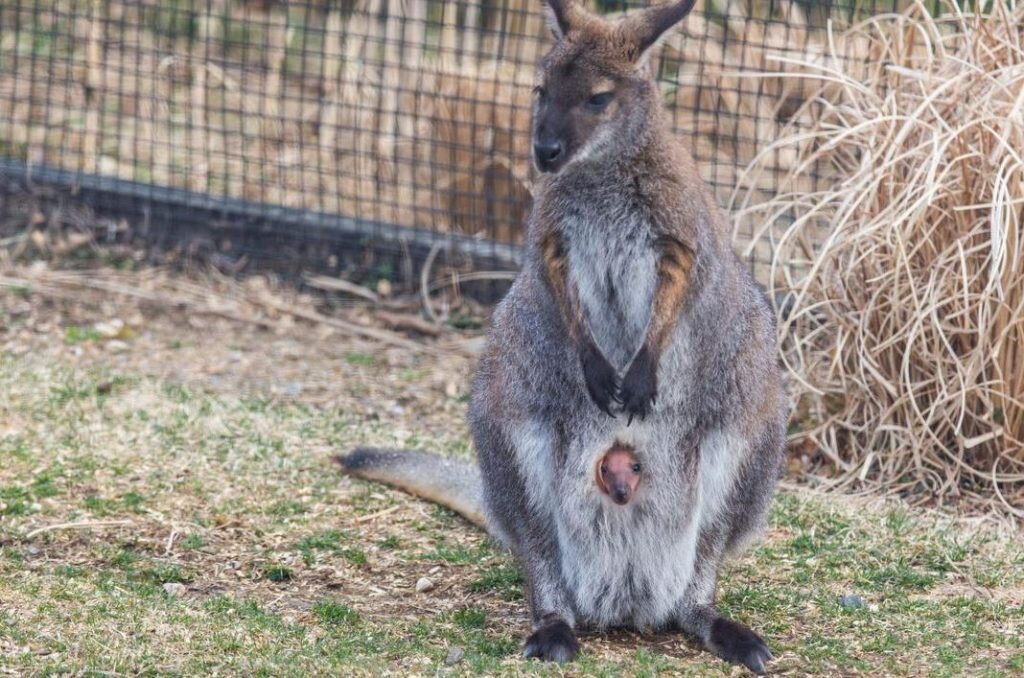 Фото: Smithsonianmag