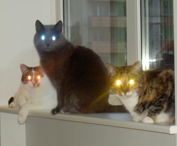 Светятся глаза у кошек