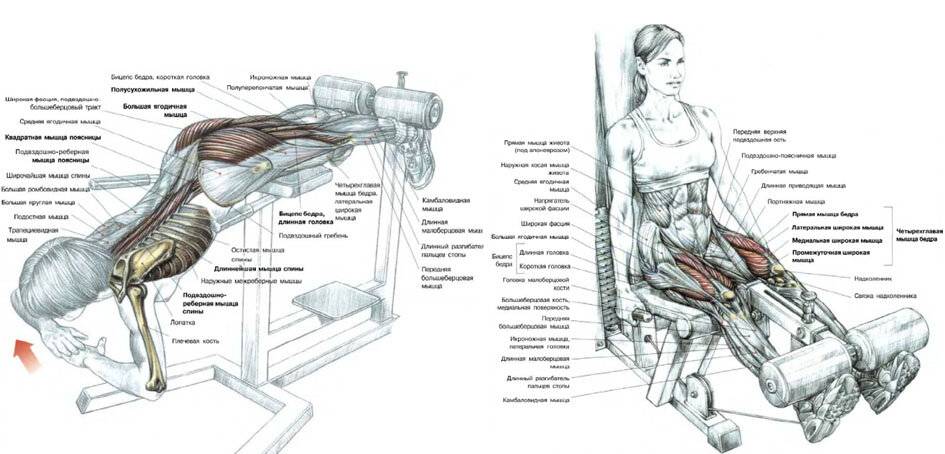 Анатомия силовых упражнений разведение ног