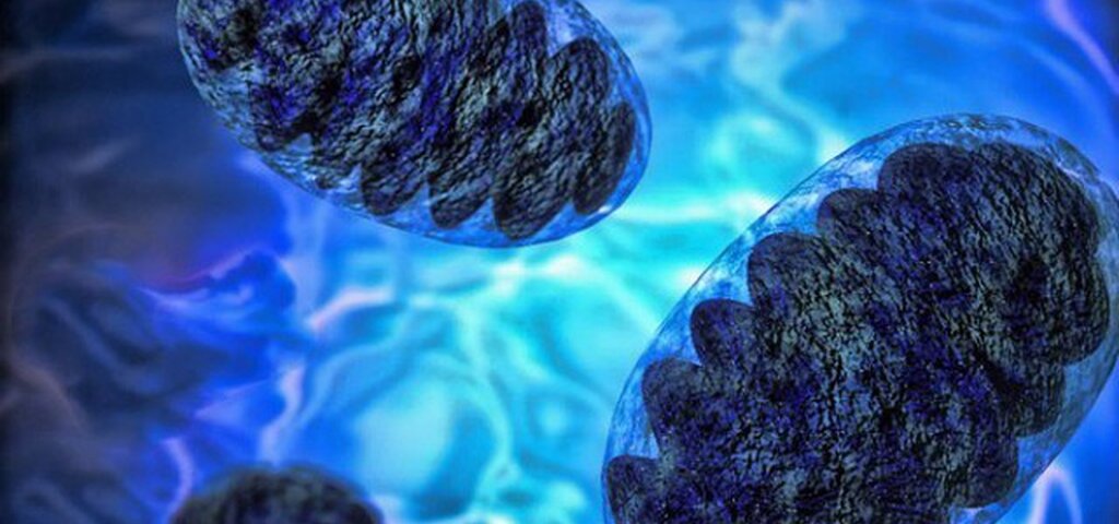 Теория митохондриального старения давно признана в среде специалистов и идет активный поиск борьбы с этим процессом. Начиная с 40 годов прошлого столетия происходили регулярные открытия в генетике о доминирующей роли митохондрий и их ответственности за жизнь и смерть человеческого организма.
Митохондрии дают энергию человеческому организму, и они же включают механизм старения и смерти унаследованную из далекого бактериального прошлого митохондрий. Да в прошлом митохондрии были бактериями.
Вот 5 интересных фактов.
1.Геном митохондрий отличается от генома клеток из которых мы состоим. У митохондрий от 5 до 10 копий ДНК, у нормальной клетки всего 2 копии. А внутри каждой здоровой клетки находиться несколько сотен митохондрий. 
2.Когда митохондрии сжигаю пищу под воздействием кислорода и вырабатывают нужную нам энергию они также вырабатывают «искры» в виде свободных радикалов, которые повреждают структуру клетки, а также сами митохондрии. Если количество таких повреждений велико, то клетка погибает.
3. Свободные радикалы атакуют наши клетки от 10 000 до 100 000 раз в день. Иначе говоря, внутри нас идет постоянно «война» 
Большая часть нанесенных повреждений тут же исправляется, но некоторые атаки вызывают
необратимые мутации.
С возрастом они накапливаются в организме, и клетки с самыми серьезными
повреждениями умирают. Постоянный износ и лежит в основе старения и связанных с ним
болезней.
5.Наш организм — это удивительная энергетическая фабрика. Даже когда мы просто сидим, мы каждую секунду преобразуем, в пересчете на грамм веса, в 10 тысяч раз больше энергии, чем само Солнце.

И так главный вывод последних исследований говорит нам о том, что старение и старческие заболевания связаны с утечкой свободных радикалов из митохондрий.
Сразу надо уточнить, что активное потребление антиоксидантов, призванных ловить и выводить свободные радикалы, не меняют ситуацию в свой фундаментальной природе и многолетние наблюдения это подтверждают. Операции по замене старых митохондрий на новые с помощью пересадки стволовых клеток и активизации регенерации, тоже не всегда срабатывает и стоит это дорого.
Так как же снизить выработку свободных радикалов, которые уничтожают организм.?
На это вопрос пока нет однозначного ответа.
Будьте здоровы.
