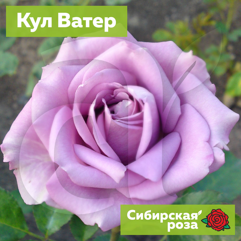 Сорт розы кул ватер фото и описание