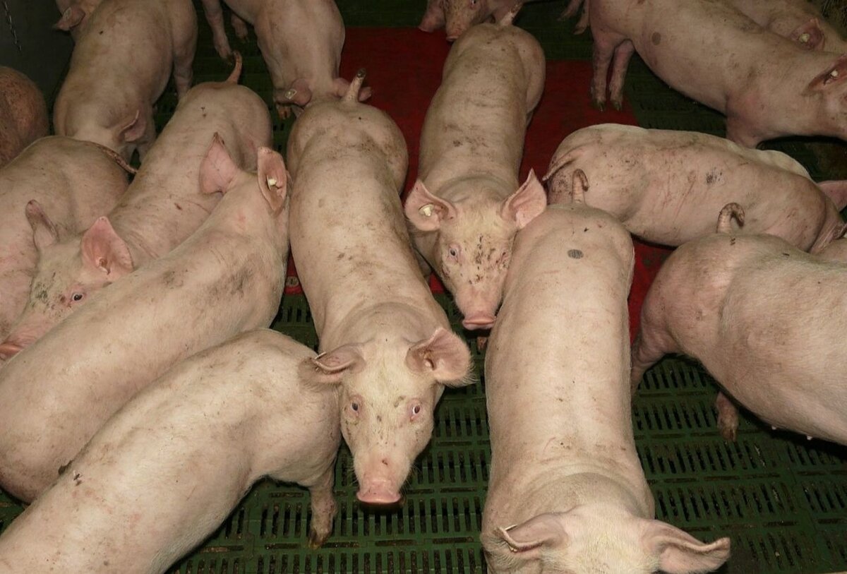 мясной бульон содержит гормоны "Жизнь в Радость"