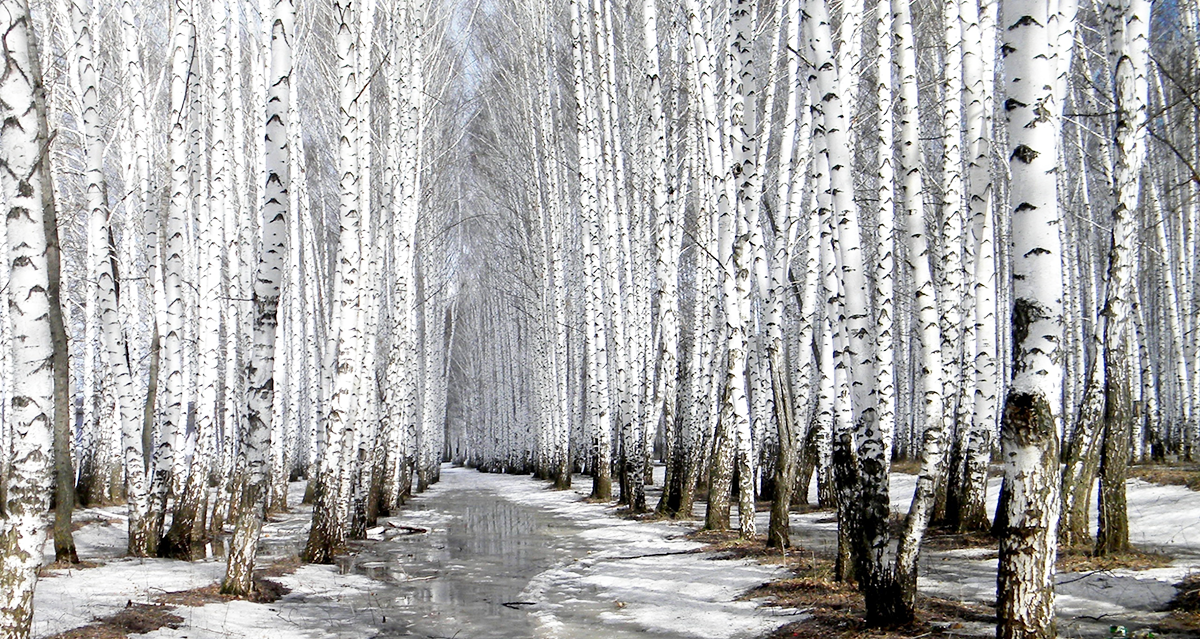 Берёзовая роща весной