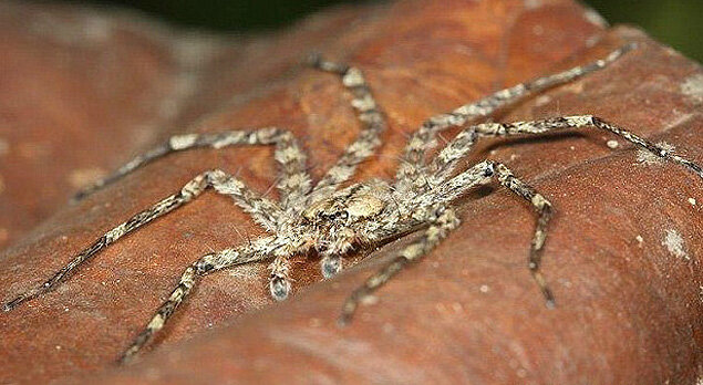 Опасный гость - бразильский плоский паук | Бобры из Бразилии | Дзен