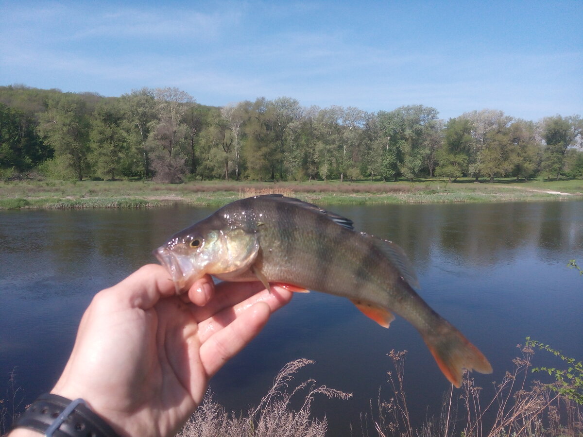 Рыбалка весна. Фото рыбы с донца. Рыбалка в ростовской области на северском донце. Ловля на донце. Легенды о северском донце.