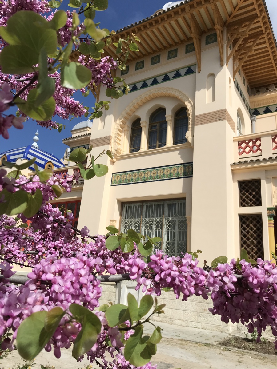 Цветение церциса около дачи Стамболи