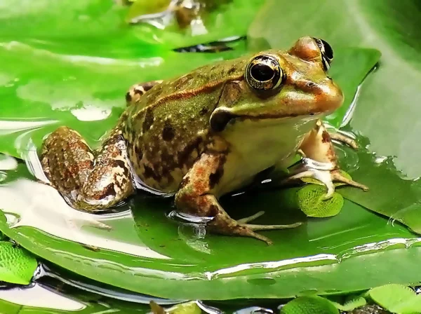 О жабах в жизни садоводов — прелести и заботы