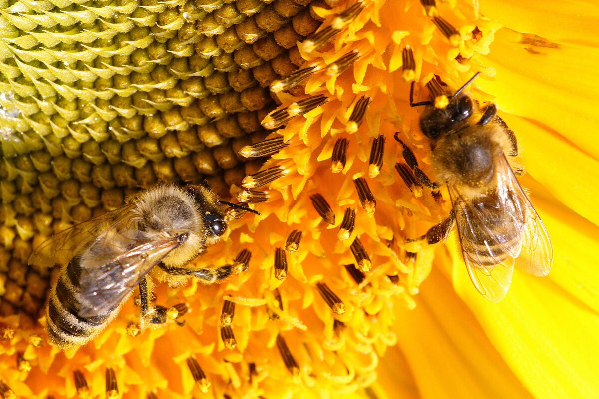 Какие пчелы превращают нектар в мед. Жёлтая Кавказская пчела улей. Жёлтая Кавказская пчела соты. Пчелы Подмосковья. Слайд пчела.