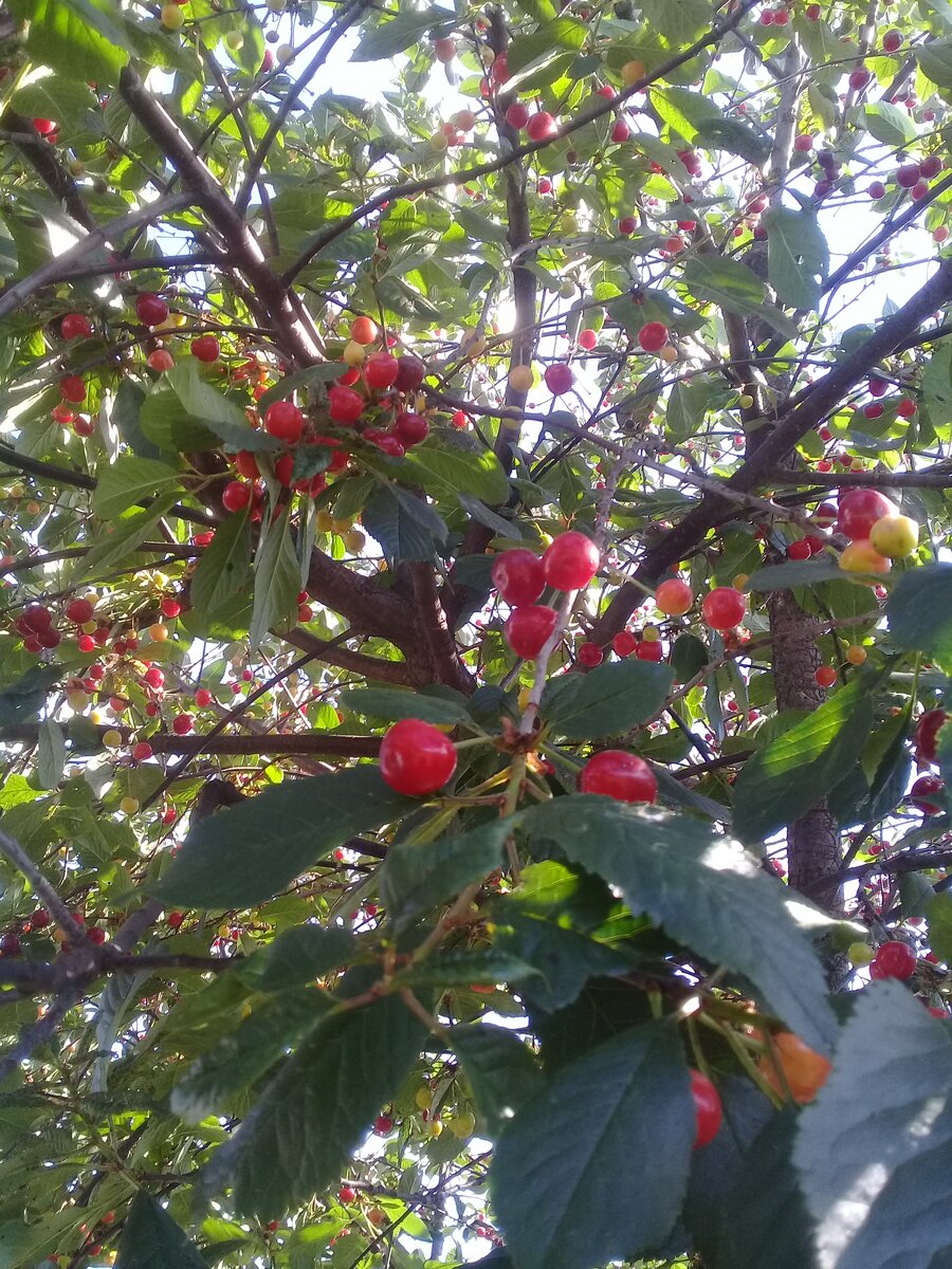 Старший сын ходит вокруг вишнёвых деревьев и повторяет: cherry tree, cherry tree. Вот память у детей - один раз всего сказала :)