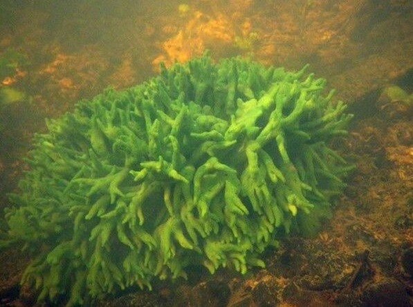 Водяной мох