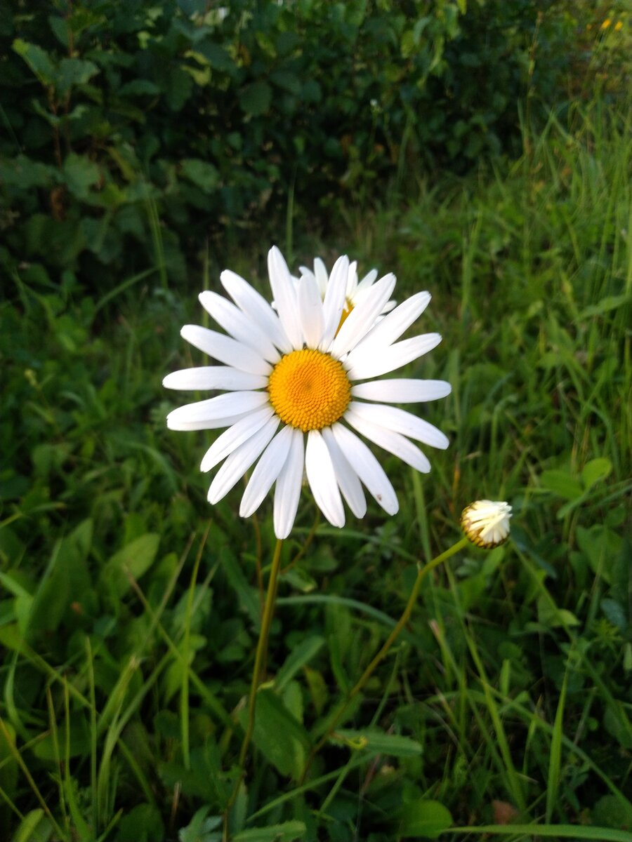 Фото автора. "Жила такая девочка-ромашка, да и увяла..."