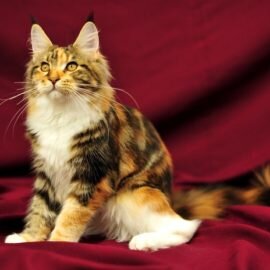   Трехцветная кошка — вовсе не отдельная порода, а лишь окрас, что проявляется у многих пород. Чаще всего это белая кошка с рыжими (красными) и черными пятнами.