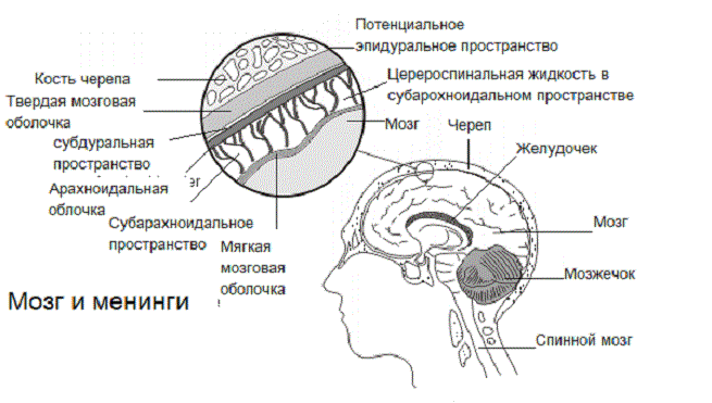 [caption id="attachment_1688" align="aligncenter" width="655"] Строение[/caption]