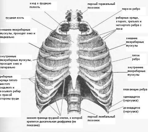 Болит правое ребро спереди. Что находится в центре между ребрами спереди по центру. Боль грудной клетки спереди по центру. Болит посередине грудины спереди. Левая сторона ребра спереди.