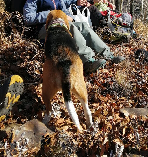 Жалобный вид, скорость, бесконечный желудок - секрет счастливой жизни собаки))