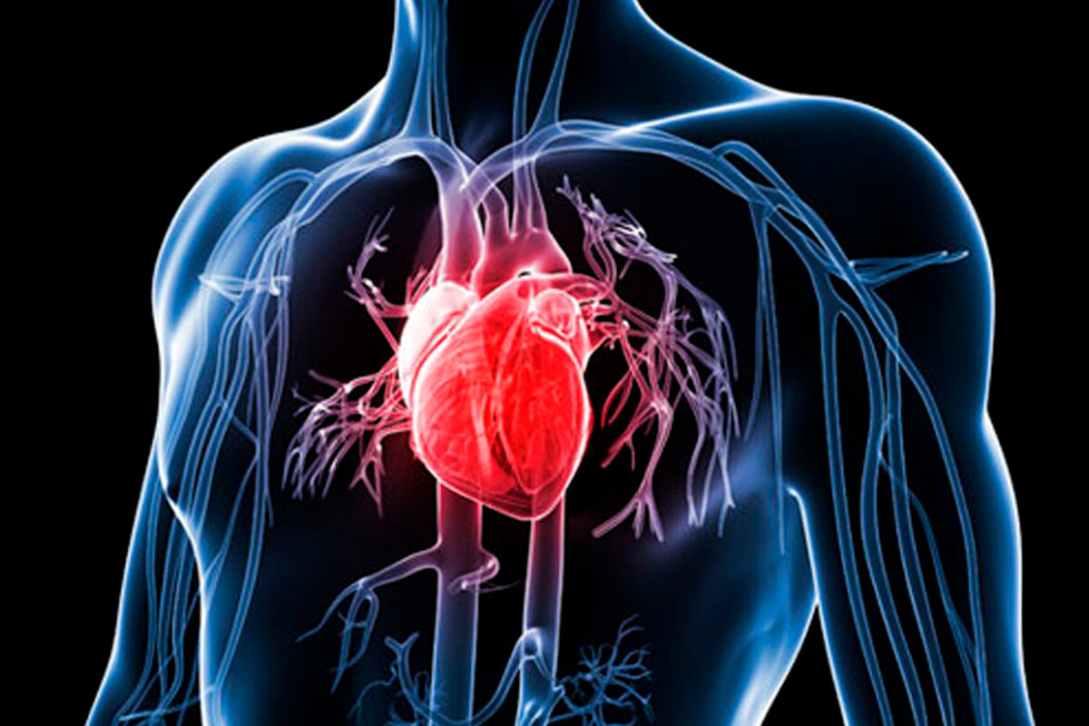 Дыхательные и сердечно сосудистые заболевания. Сердечно сосудистая система при гипертонической болезни. Сердце в организме человека. Сосуды сердца. Заболевания кровеносной системы.