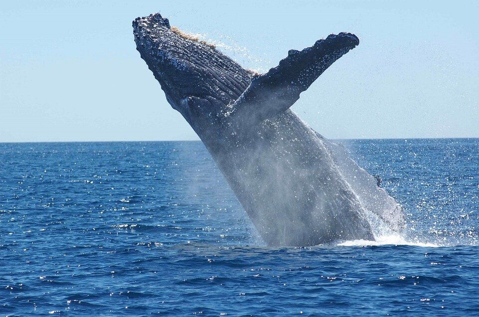 https://cdn.pixabay.com/photo/2017/01/01/20/11/humpback-whale-1945416_960_720.jpg 