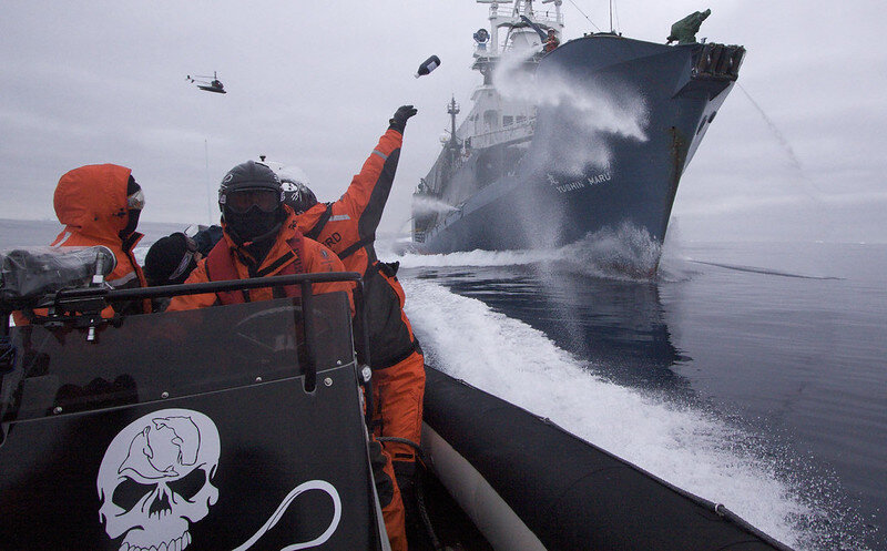 Коктейль от Sea Shepherd летит прямиком к браконьерам!