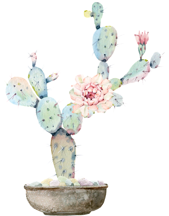https://pixabay.com/illustrations/cactus-torn-green-flower-4338616/