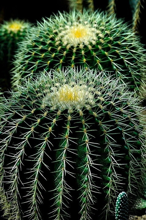 https://pixabay.com/photos/cactus-plant-circles-nature-green-404362/