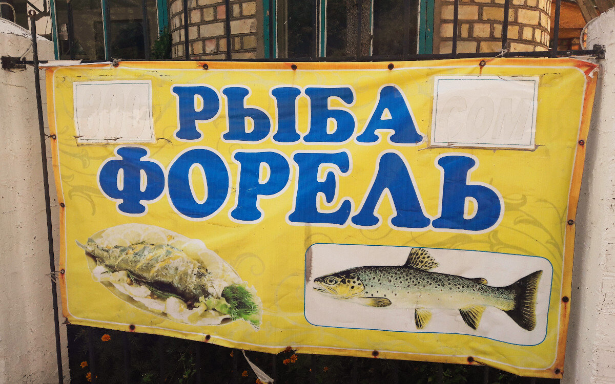 форель радужная киргизия. рыба форель в кыргызстане. рыбак с форелью. рыбалка на форель в киргизии. форель серебристая из киргизии.