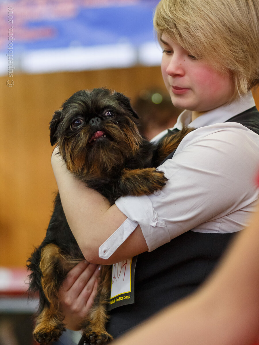 Бельгийский гриффон ждёт экспертизы на руках у хэндлера.