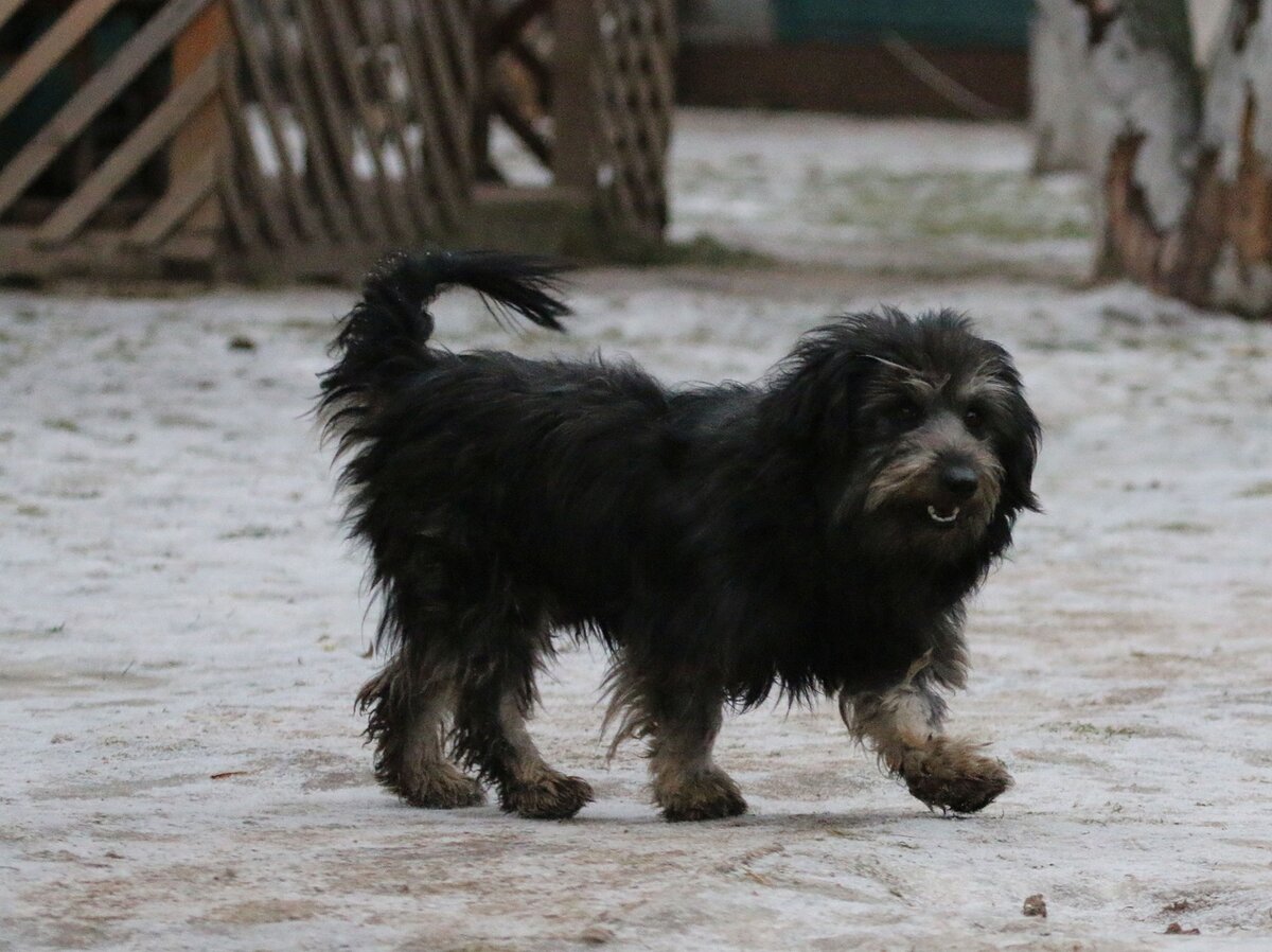 Боб - выпускник Банды Дворян