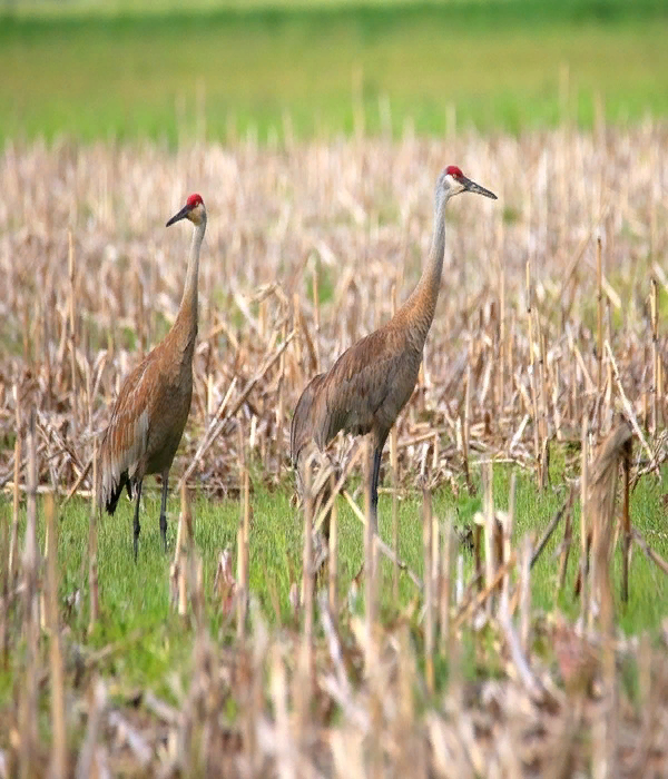 https://www.treknature.com/gallery/North_America/photo306546.htm