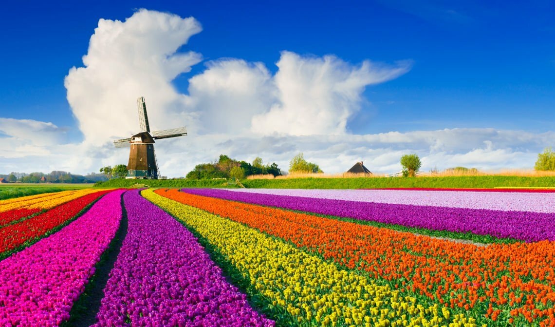В Голландии тоже очень любят тюльпаны
